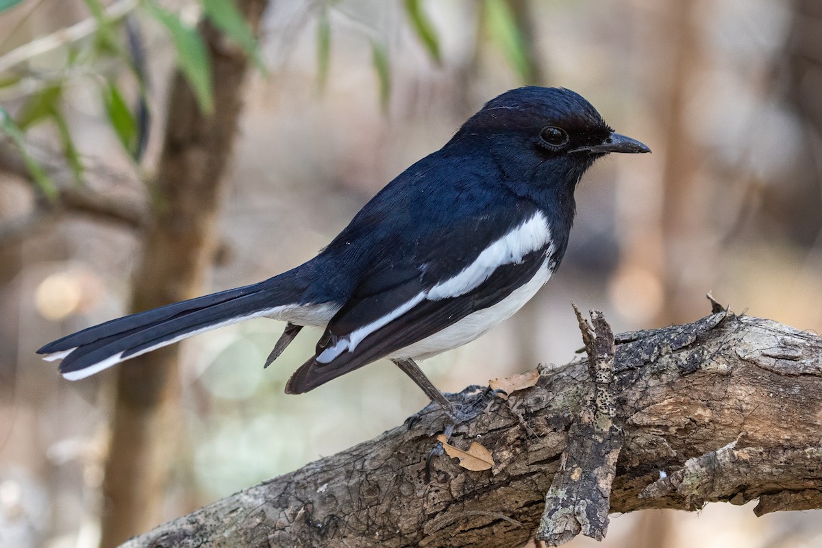 Madagaskar Alaca Bülbülü (inexspectatus) - ML639014378