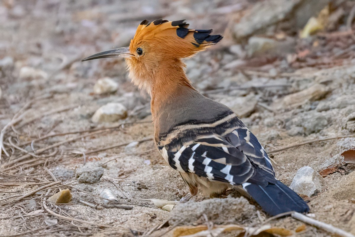 Madagaskar İbibiği - ML639014395