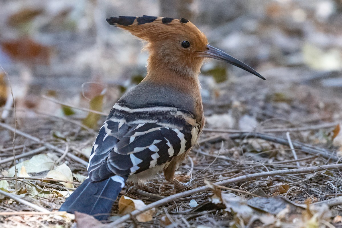 Madagaskar İbibiği - ML639014396