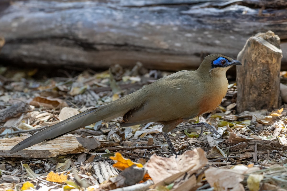 Coquerel's Coua - ML639014407