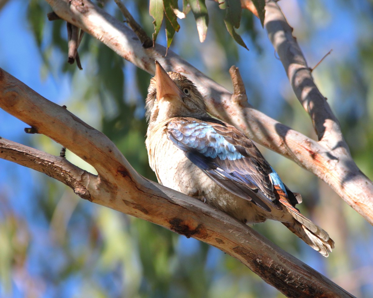 Blue-winged Kookaburra - ML639014408