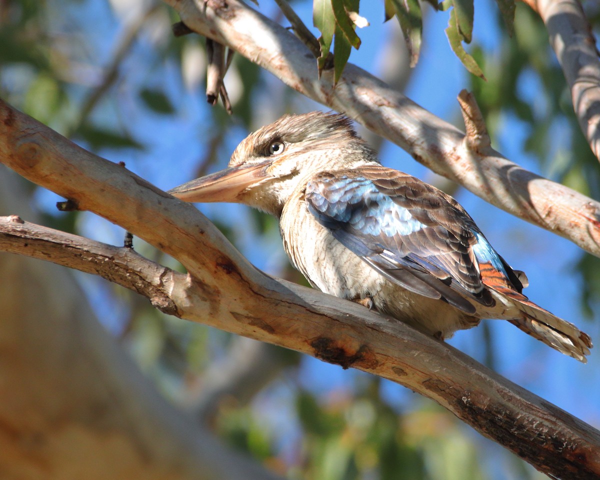 Blue-winged Kookaburra - ML639014409