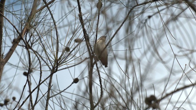 Mistletoebird - ML639014467
