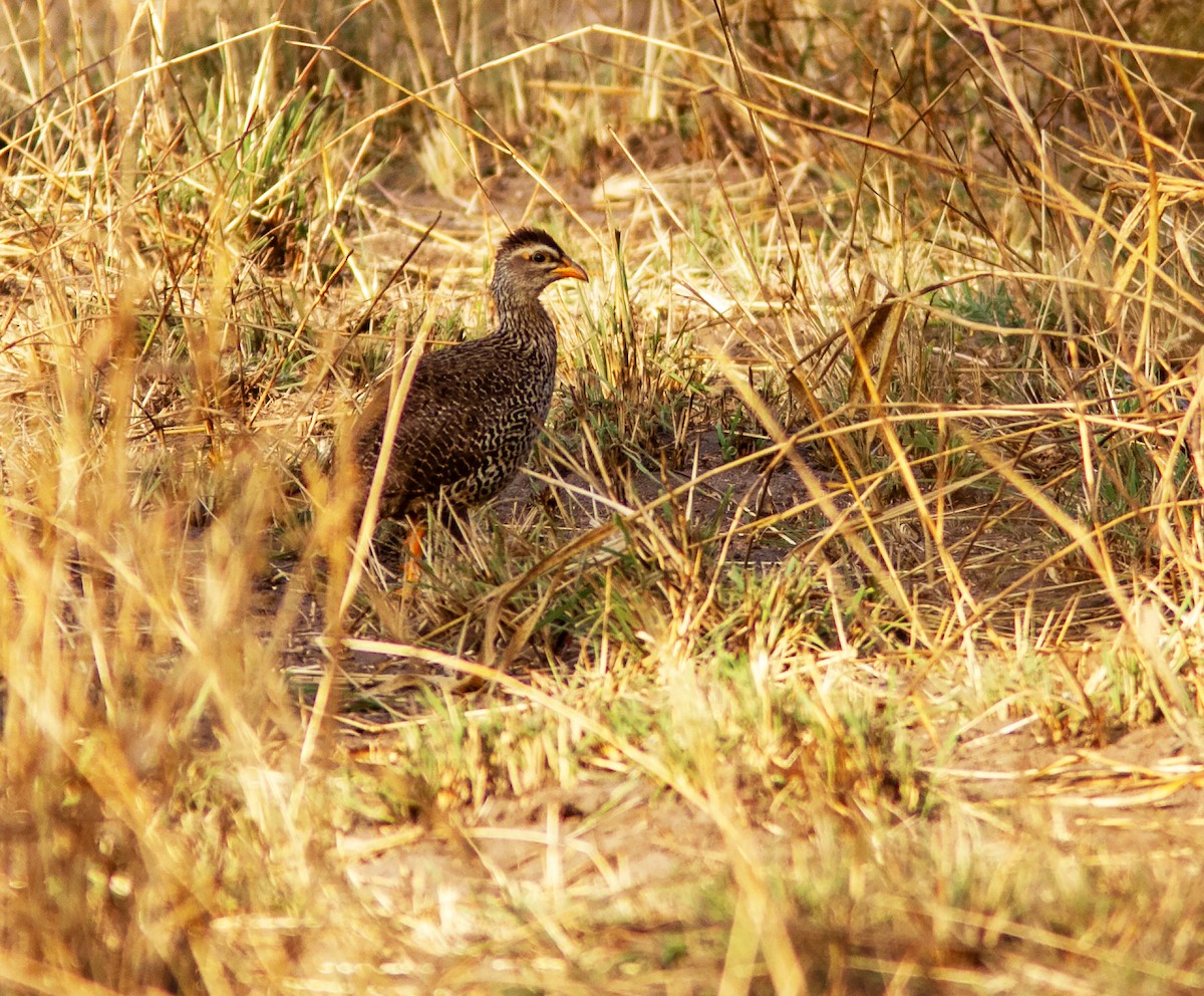 Francolin à bec jaune - ML639014484