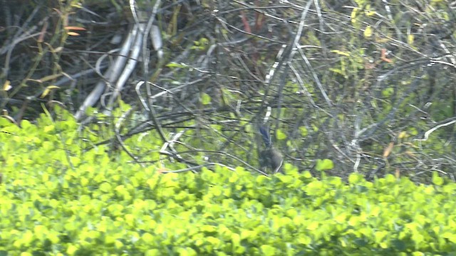 Purple-backed Fairywren (Purple-backed) - ML639014490