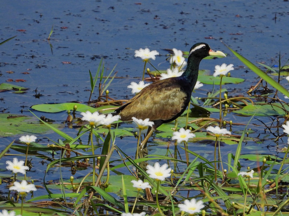 Jacana bronzé - ML639014511