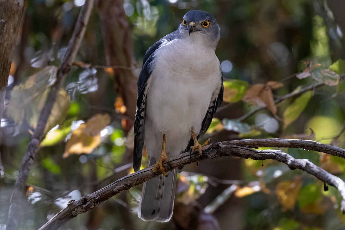 Frances's Sparrowhawk - ML639014548