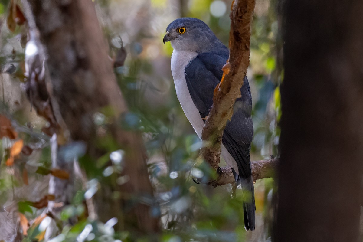 Frances's Sparrowhawk - ML639014549