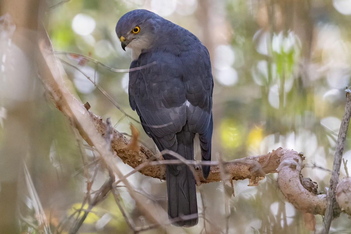 Frances's Sparrowhawk - ML639014550