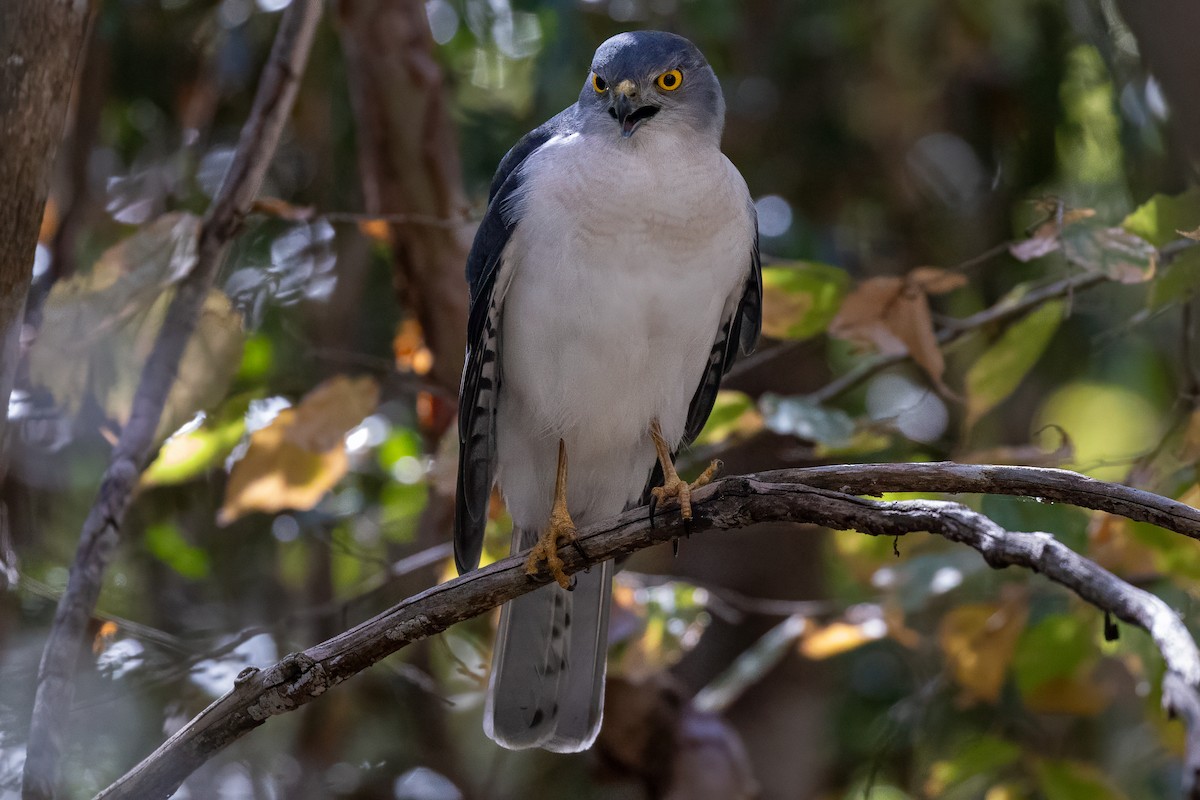 Frances's Sparrowhawk - ML639014551