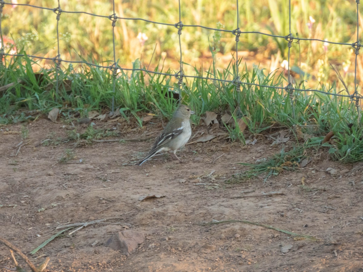 African Chaffinch (African) - ML639014664