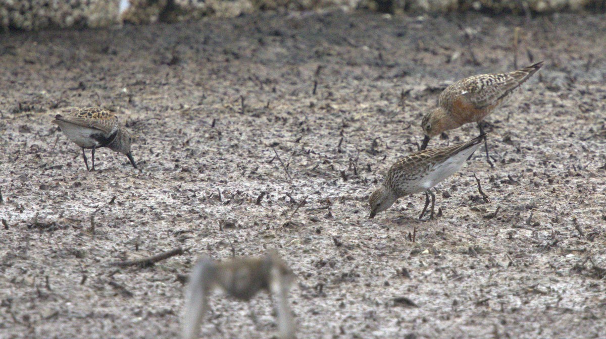 White-rumped Sandpiper - ML639014763