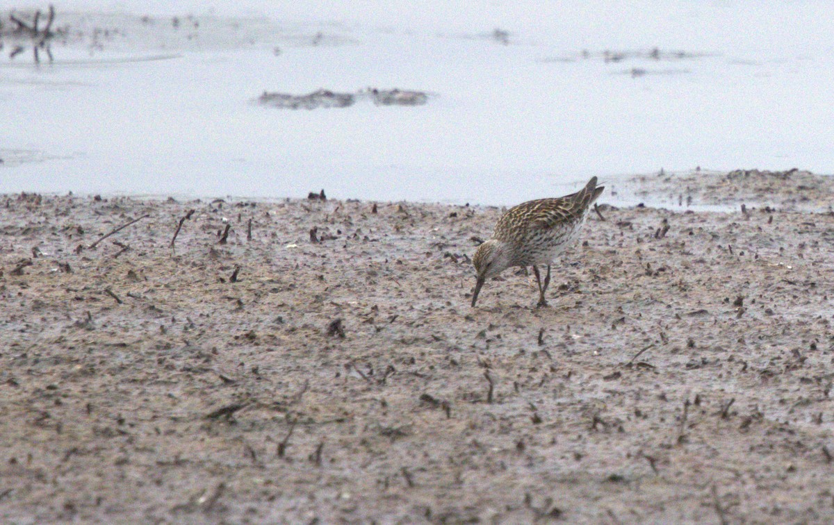 White-rumped Sandpiper - ML639014764