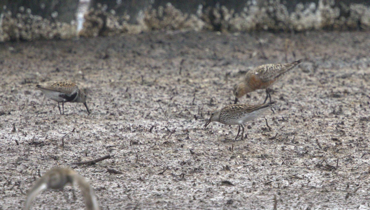 White-rumped Sandpiper - ML639014765