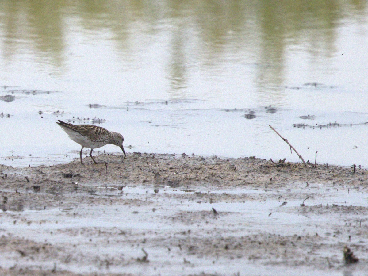 White-rumped Sandpiper - ML639014766