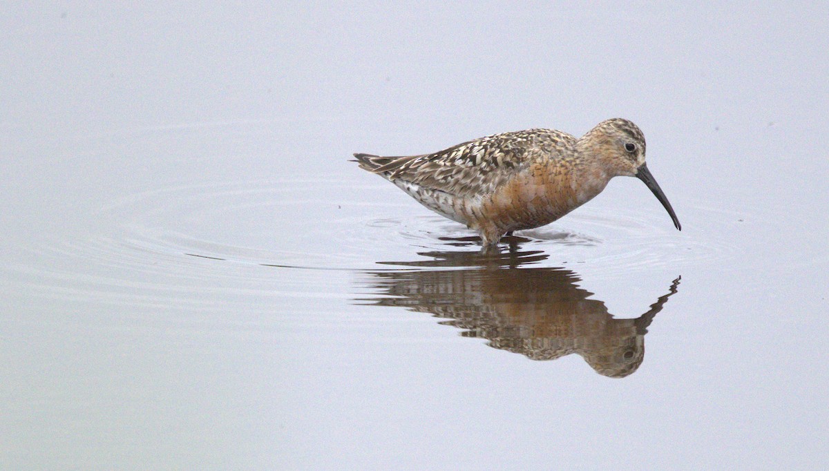 Curlew Sandpiper - ML639014774