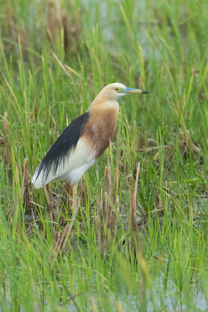 Javan Pond-Heron - ML639014860