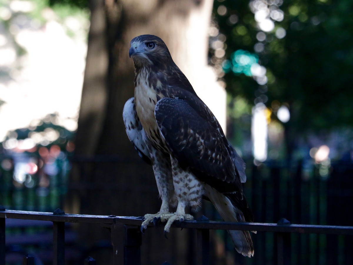 Red-tailed Hawk - ML639014878