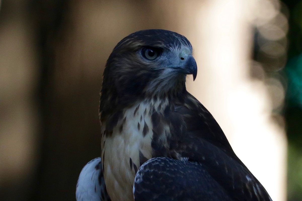 Red-tailed Hawk - ML639014879