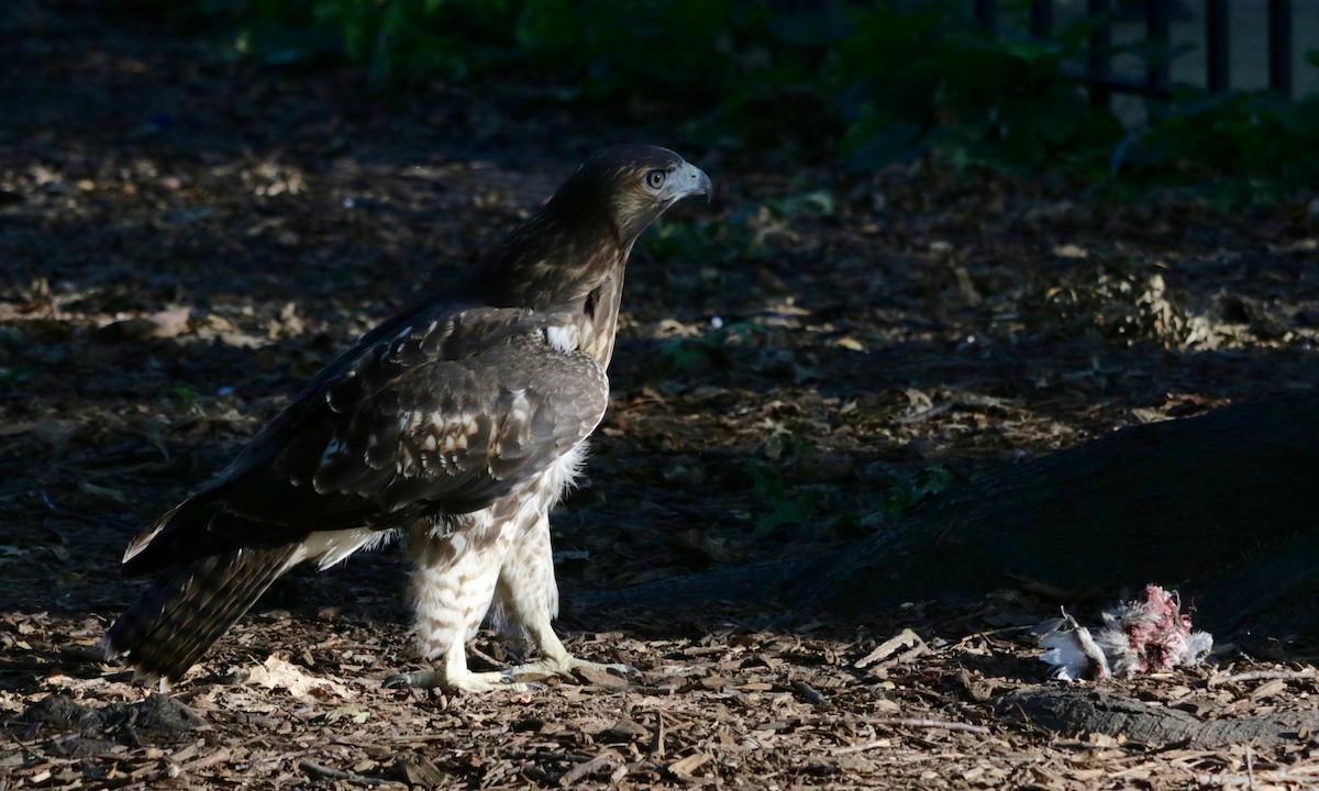 Red-tailed Hawk - ML639014880