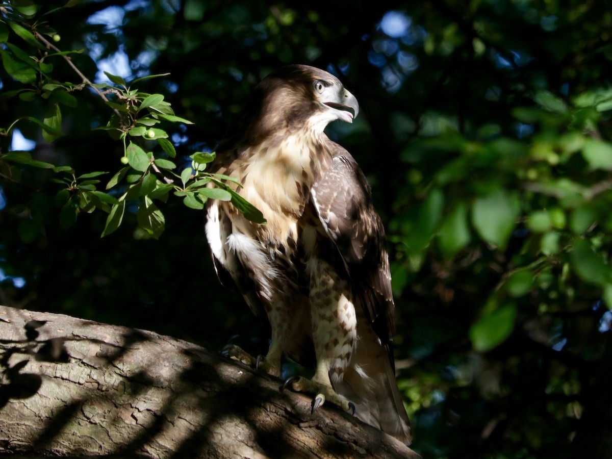 Red-tailed Hawk - ML639014881