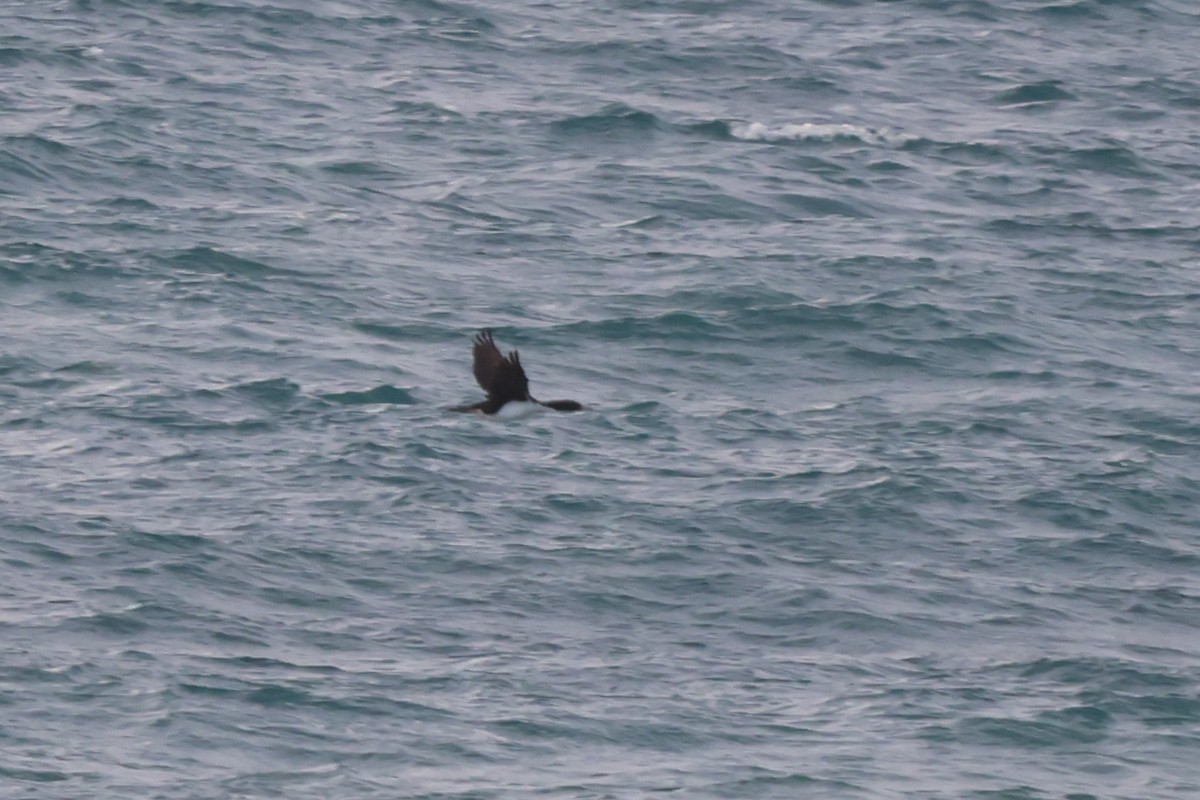 New Zealand King Shag - ML639014970