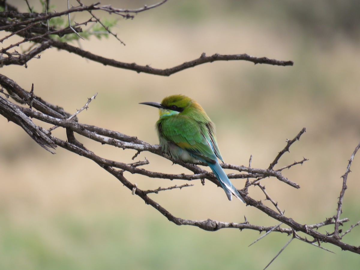 Swallow-tailed Bee-eater - ML639014993