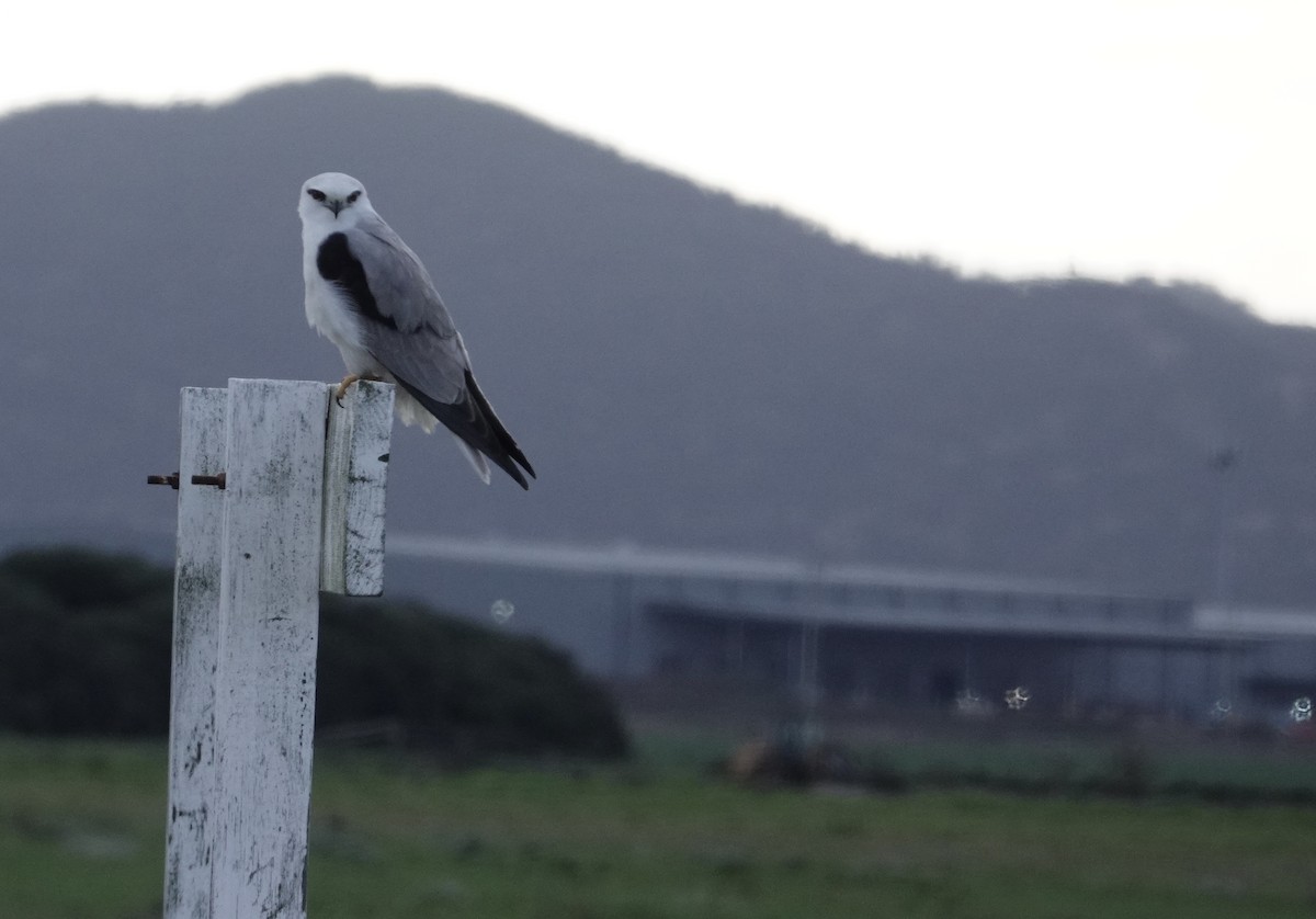 Black-shouldered Kite - ML639014995