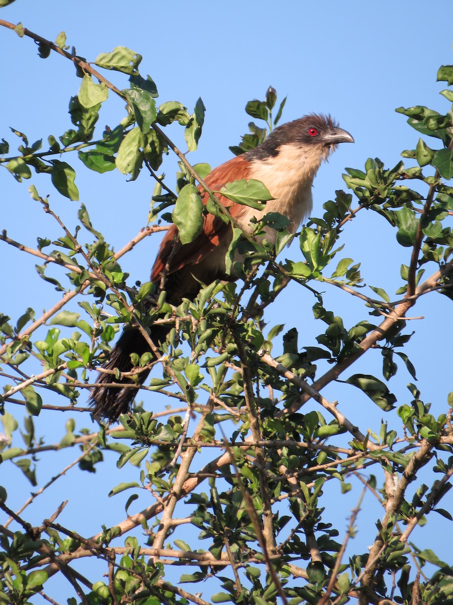 Burchell's Coucal - ML639015021