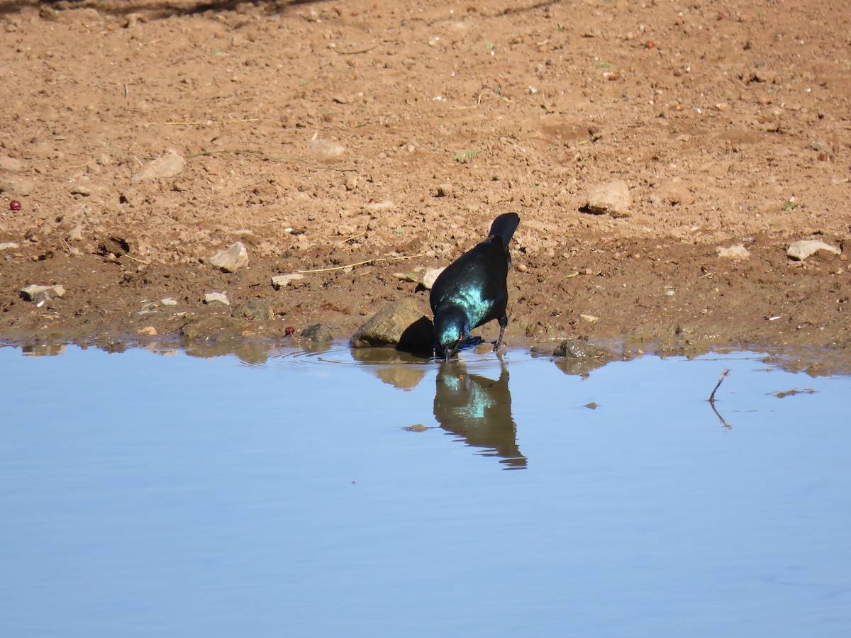 Cape Starling - ML639015050