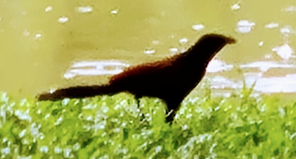 Greater Coucal - ML639015142