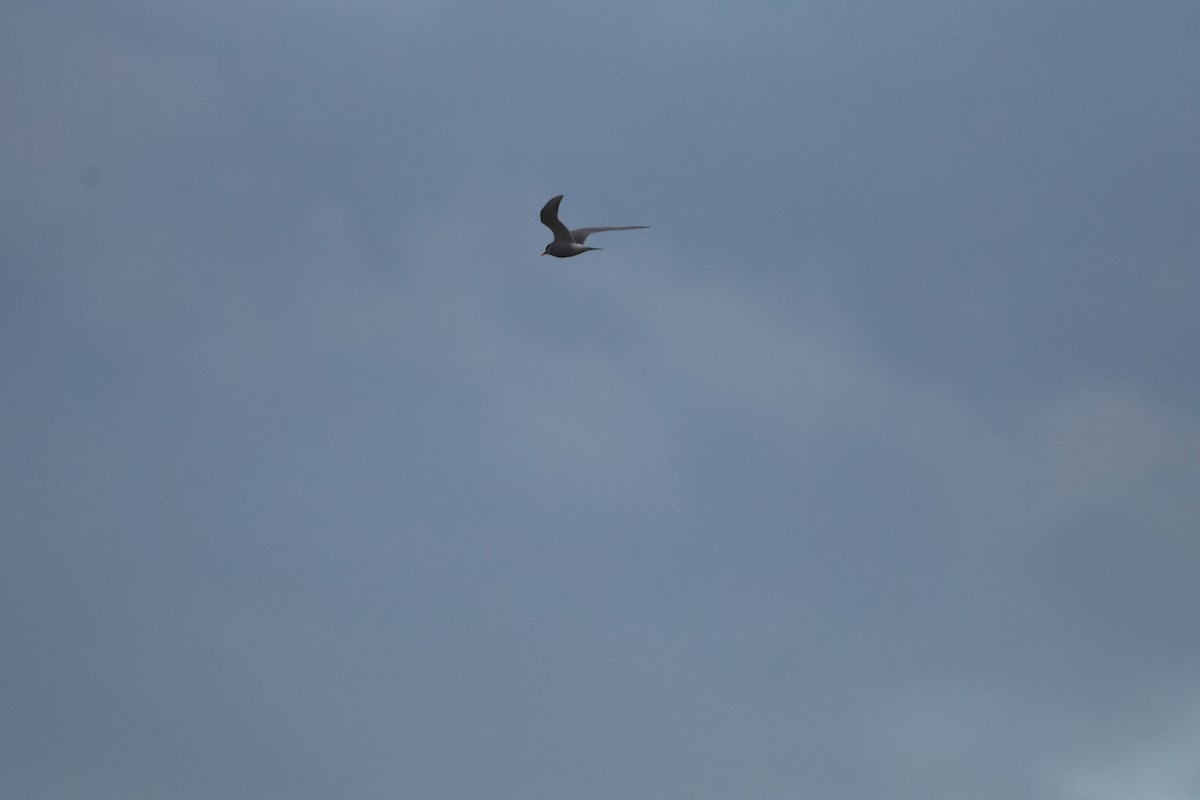 Black-fronted Tern - ML639015148