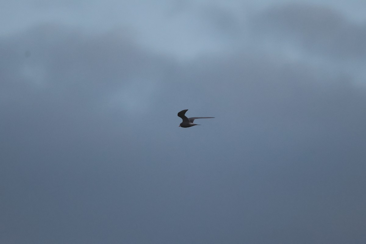 Black-fronted Tern - ML639015149