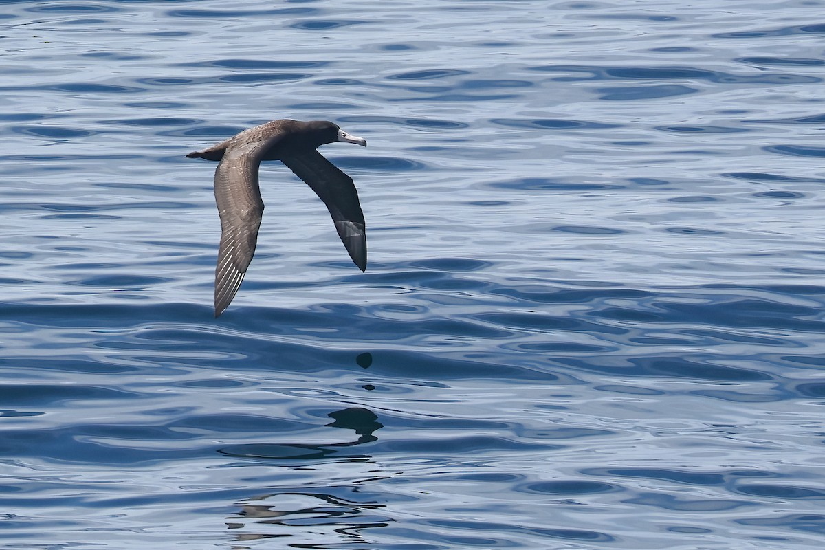 Short-tailed Albatross - ML639015248