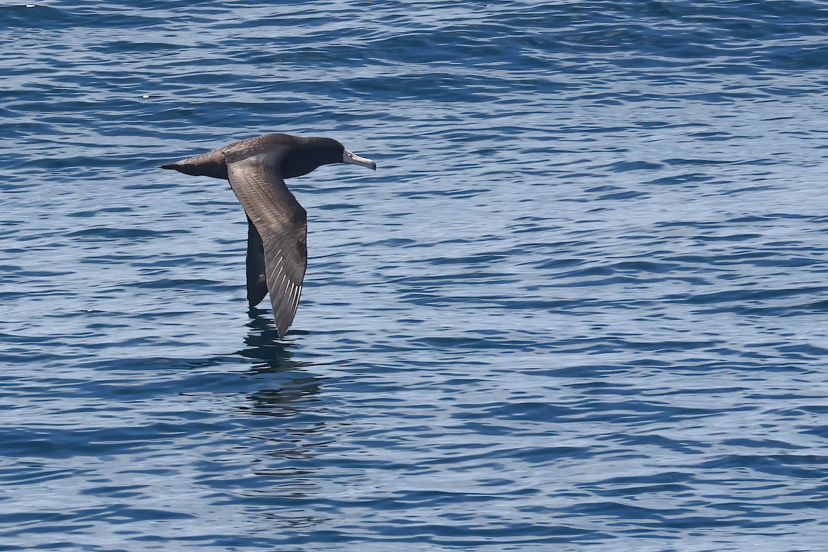 Short-tailed Albatross - ML639015249