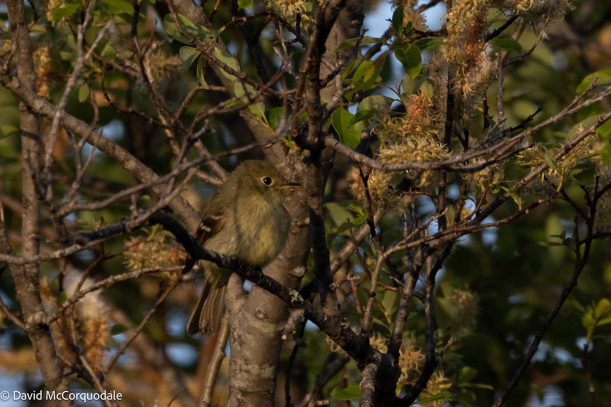 Yellow-bellied Flycatcher - ML639015278