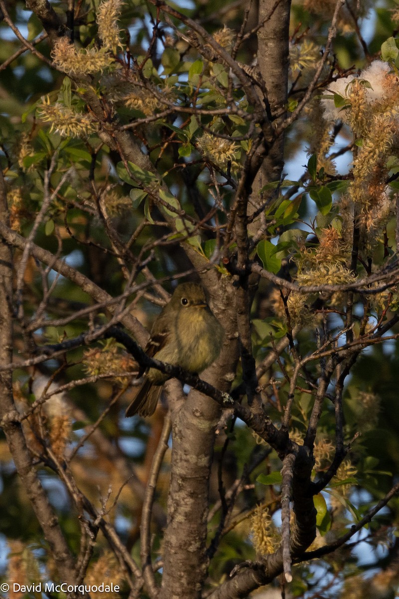 Yellow-bellied Flycatcher - ML639015279
