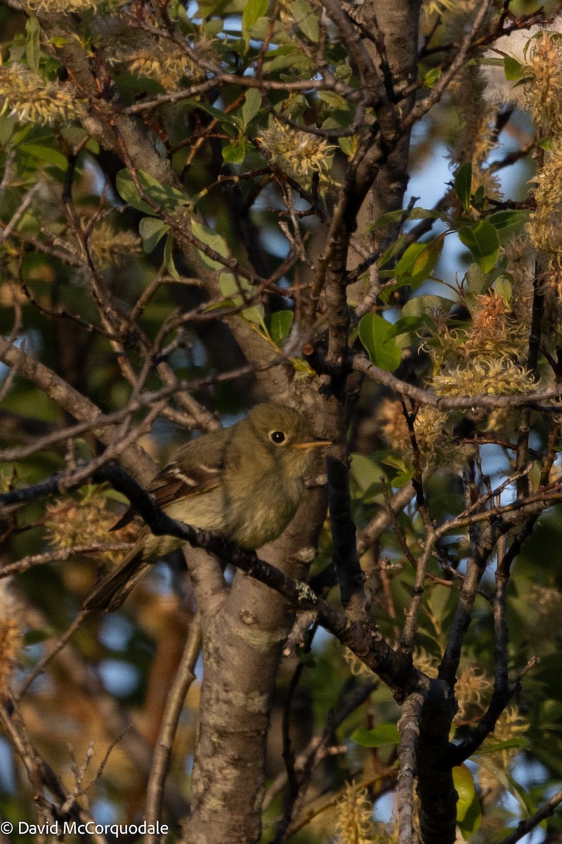Yellow-bellied Flycatcher - ML639015280