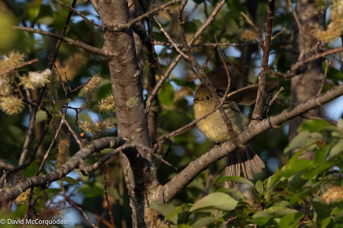 Yellow-bellied Flycatcher - ML639015281