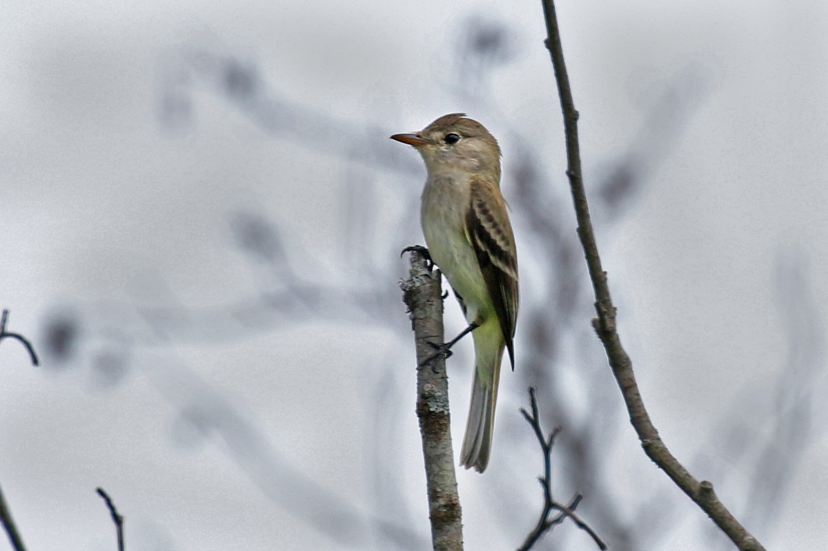 Willow Flycatcher - ML639015366