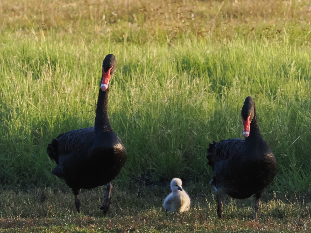 Black Swan - ML639015399