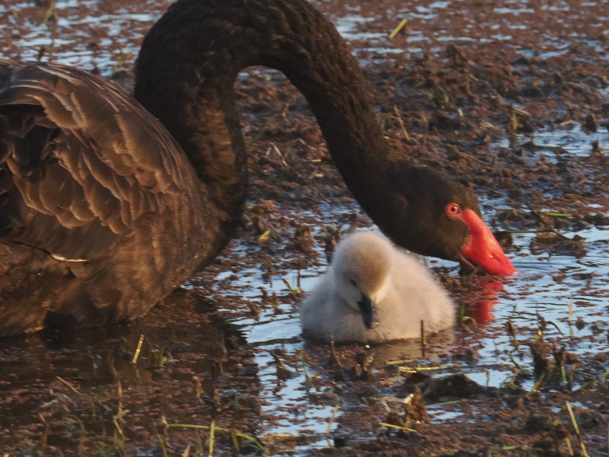 Black Swan - ML639015402