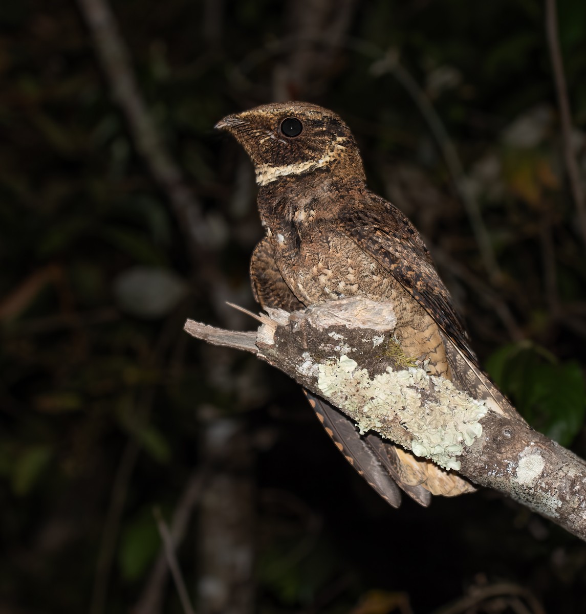 Rufous Nightjar - ML639015493