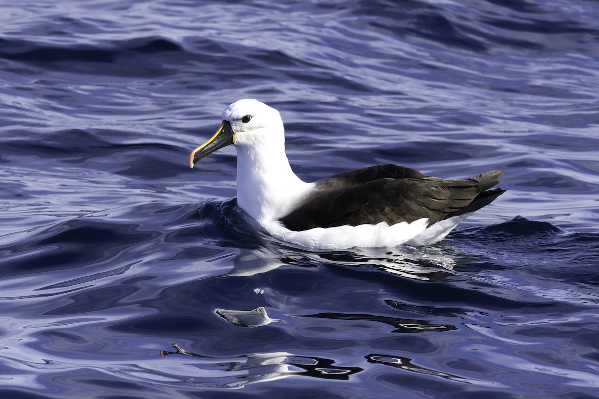 Indian Yellow-nosed Albatross - ML639015496