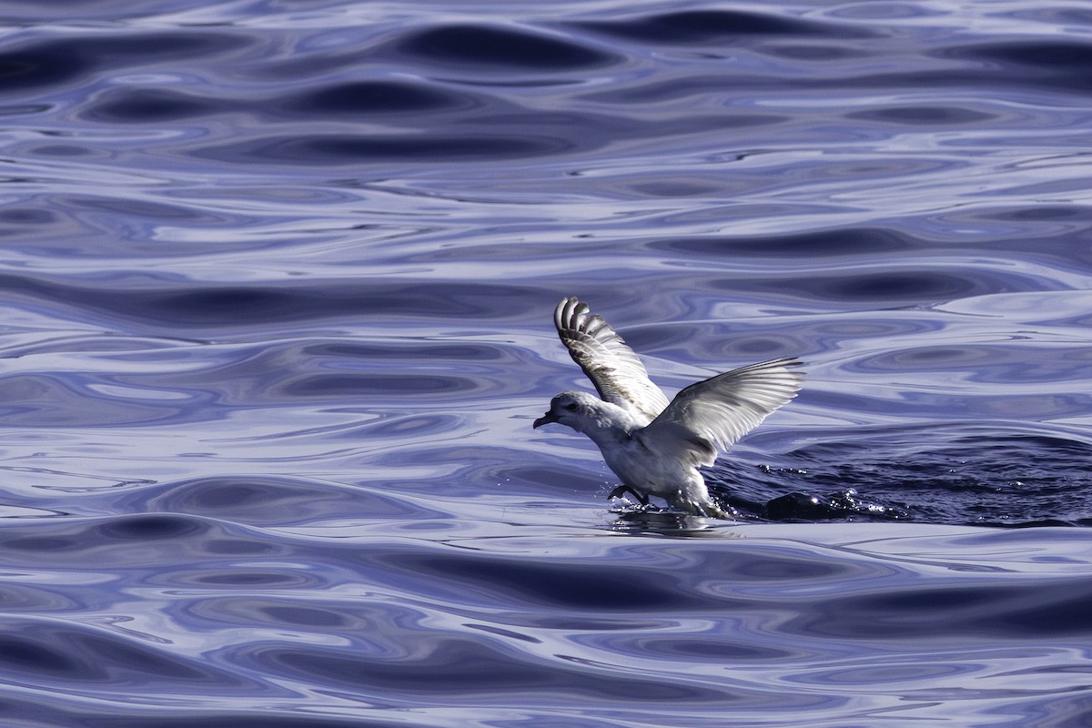 Fairy Prion - ML639015500