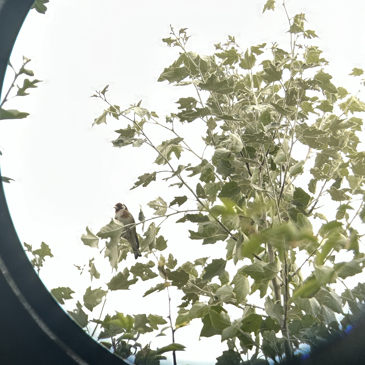 European Goldfinch - ML639015725