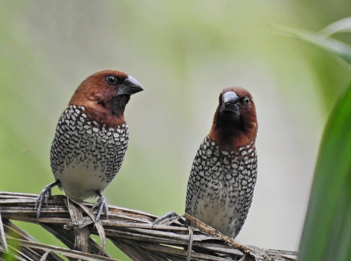 panenka muškátová - ML639015731