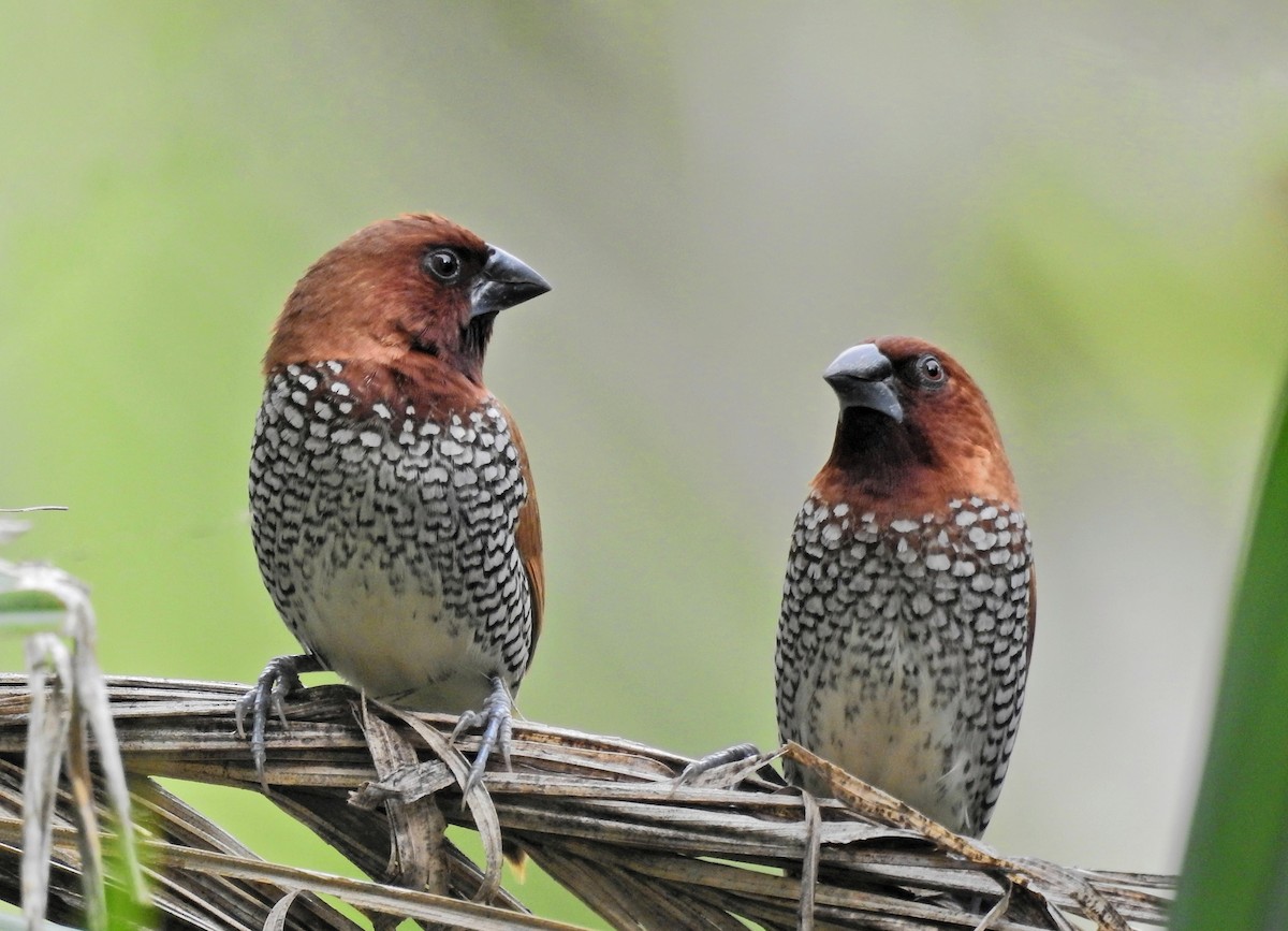 panenka muškátová - ML639015732