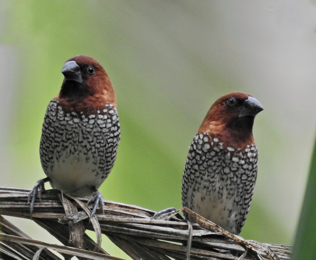 panenka muškátová - ML639015733