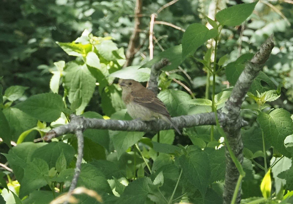 Indigo Bunting - ML639015738